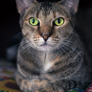 cat, pet, green eyes, animal, listening, content